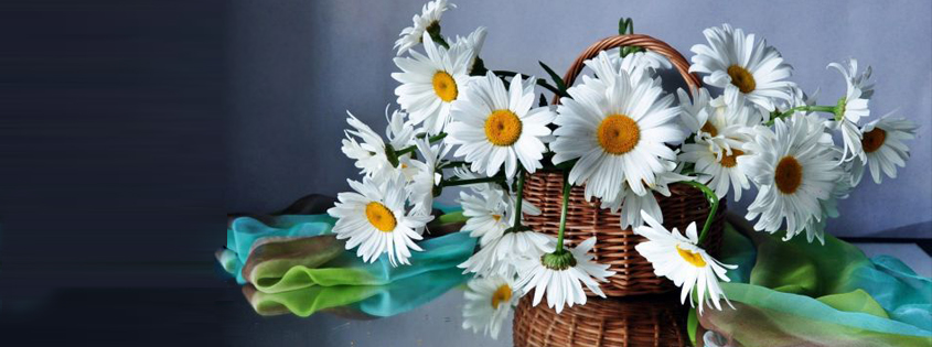 Hoa cúc luôn là một trong những loại hoa được yêu thích nhất vì vẻ đẹp giản dị nhưng thanh lịch của chúng. Ảnh liên quan sẽ cho bạn thấy tinh tế trong sắc trắng thuần khiết của hoa cúc và sự tươi mới của những bông chàm cúc vàng.