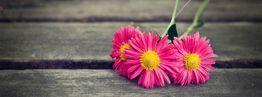 Hình ảnh bìa về những bông hoa đẹp là lựa chọn hoàn hảo để cập nhật ảnh đại diện của bạn. Đảm bảo chúng sẽ tạo nên ấn tượng mạnh mẽ cho bạn.