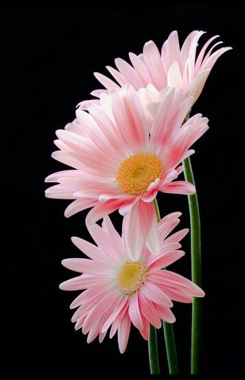 Hình nền hoa đẹp (Beautiful flower wallpaper): Bạn đam mê những bông hoa đầy màu sắc và muốn dùng chúng làm hình nền điện thoại của mình? Tất cả những gì bạn cần là lướt qua những hình nền hoa đẹp nhất, đầy màu sắc tại đây. Hãy cùng cập nhật và nâng cấp màn hình điện thoại của bạn ngay hôm nay!